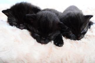 3 kittens needing a home